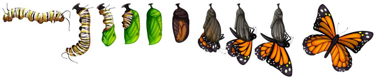 The evolutionary design of a Butterfly over time